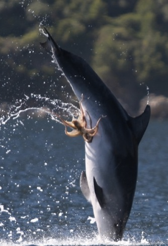 Illustration for article titled And now, a dolphin with an octopus stuck to its naughty bits